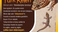 Mevsimi geliyor… Hemşehrilerimiz ziyaretimize gelmeye başlarlar. Bekliyoruz.